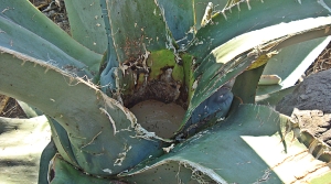 pulque agave hole