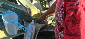 pulque folding back leaves