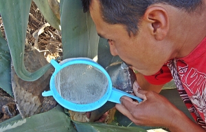 pulque urbino milking