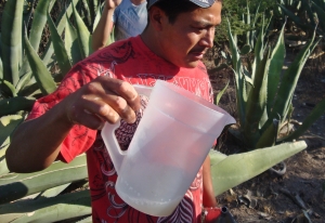 pulque urbino pouring