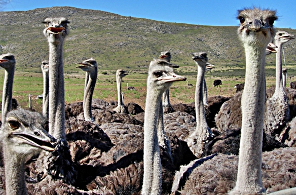 el rincon ostriches on farm